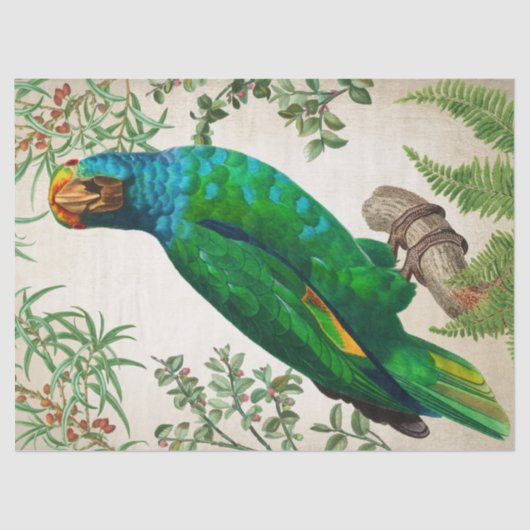 Papier Mousseline Parrot Art Vintage (Recto)