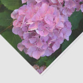 Papier Mousseline Pastel rose Hortensia hydrangea fleurs (Détail)