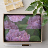 Papier Mousseline Pastel rose Hortensia hydrangea fleurs (Cadeau)