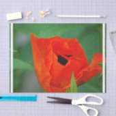 Papier Mousseline Pavot orange vibrant (Artisanat)
