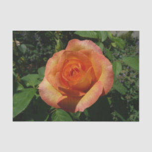 Papier Mousseline Peach Rose Orange Floral Photographie