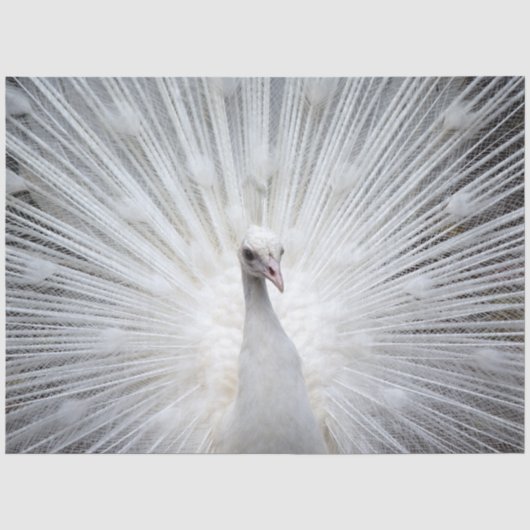 Papier Mousseline Peacock 20160401 (Recto)