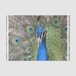 Papier Mousseline peacock-3.jpg