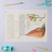 Papier Mousseline Pear French Rose Calligraphie (Artisanat)