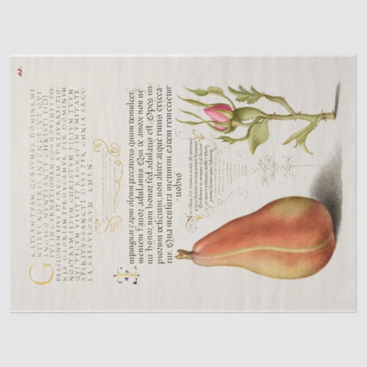 Papier Mousseline Pear French Rose Calligraphie (Recto)