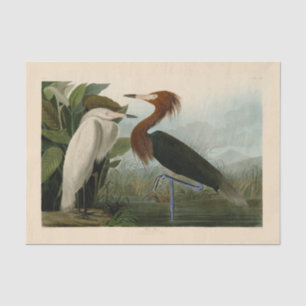 Papier Mousseline Peinture de la faune d'Audubon Heron violet