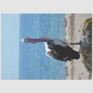 Papier Mousseline Pelican Avec Le "Look",