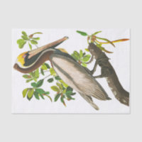 Pélican Brown par John James Audubon