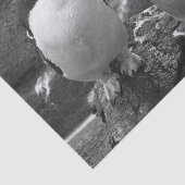 Papier Mousseline Penguin Colour Splash (Détail)