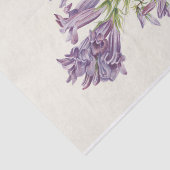 Papier Mousseline Pentétrine violette par Mary Vaux Walcott (Détail)