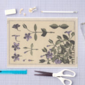 Papier Mousseline Periwinkle, Eugene Grasset's Botany Series (Artisanat)