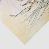 Papier Mousseline Peter Rabbit (oignon) Tissu Papier (Détail)