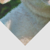 PAPIER MOUSSELINE PETIT MOQUETTE (Détail)