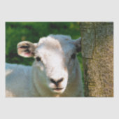 PAPIER MOUSSELINE PETIT MOQUETTE (Recto)