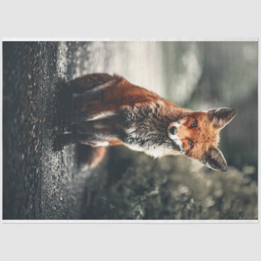 Papier Mousseline Petit renard (Recto)