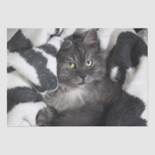 Papier Mousseline petite chatte dans un papier mouchoir (Recto)