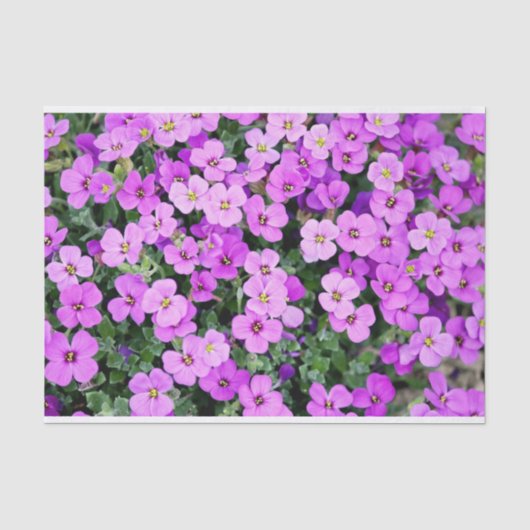 Papier Mousseline Phlox rose (Recto)
