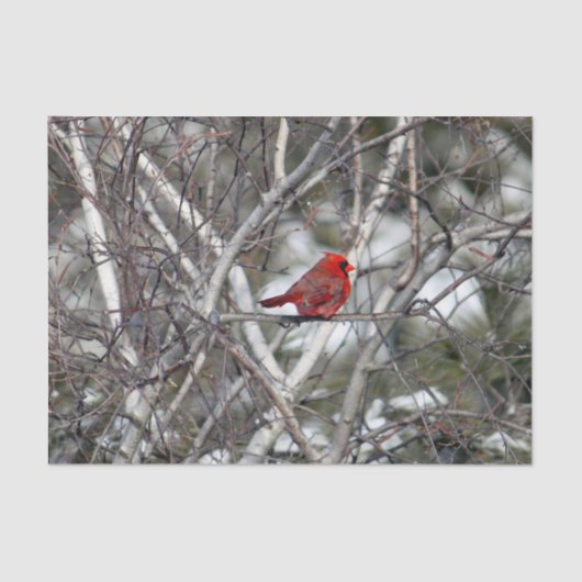 Papier Mousseline Photo Cardinal Snow Birch Tree (Recto)