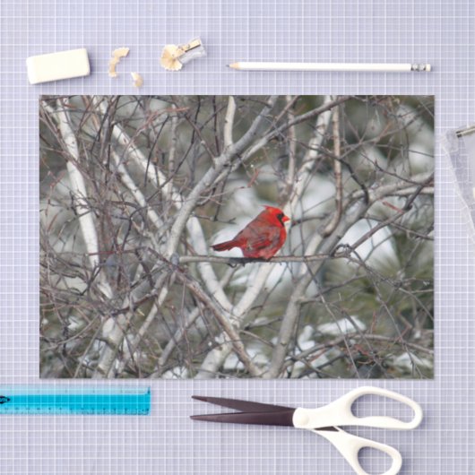 Papier Mousseline Photo Cardinal Snow Birch Tree (Artisanat)