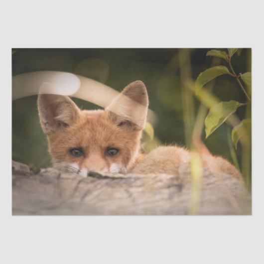 Papier Mousseline Photo de Cute Little Orange Fox (Recto)