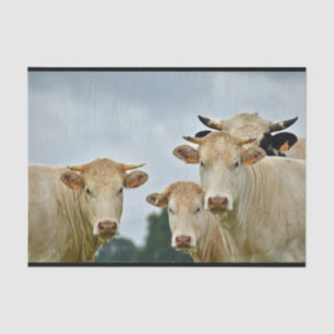 Papier Mousseline Photo de la ferme Tan Cows