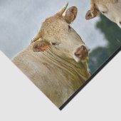 Papier Mousseline Photo de la ferme Tan Cows (Détail)