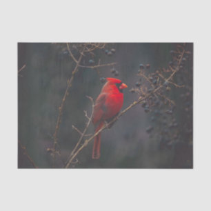 Papier Mousseline Photo du cardinal rouge de la faune