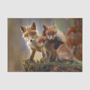 Papier Mousseline Photo Fox Kits