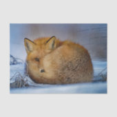 Papier Mousseline Photo Fox Sleeping Snow (Recto)