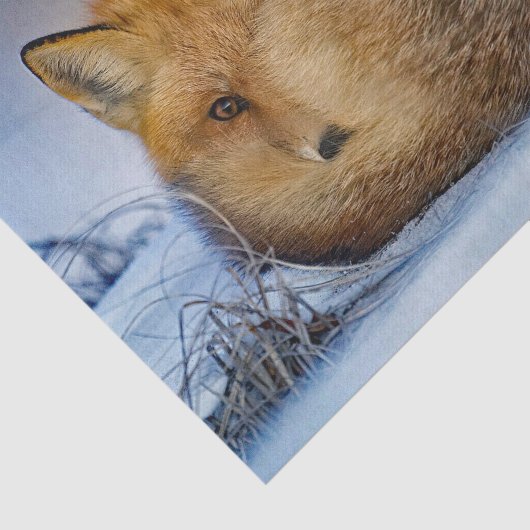 Papier Mousseline Photo Fox Sleeping Snow (Détail)