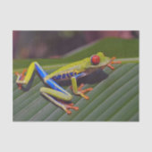 Papier Mousseline Photo Frog Red Eye (Recto)