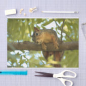 Papier Mousseline Photo nature d'écureuil mignonne et curieuse (Artisanat)