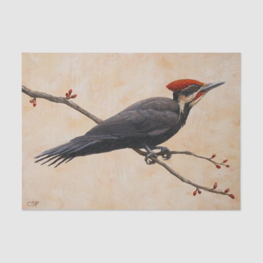Papier Mousseline Pic pilé perché sur une branche d'arbre (Recto)