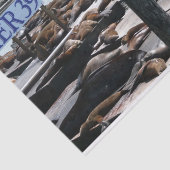 Papier Mousseline Pier 39 Sea Lions (Détail)