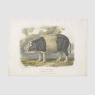 Papier Mousseline Pig noir blanc Ephémère Découpage Ferme Vintage