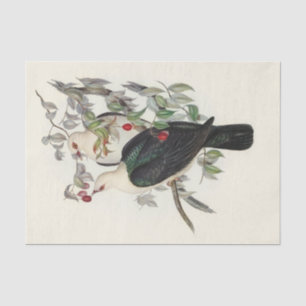 Papier Mousseline Pigeon à tête blanche, Découpage