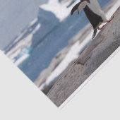 Papier Mousseline Pingouin devant une arche de glace (Détail)