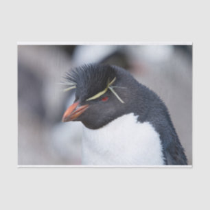 Papier Mousseline Pingouin du sud de Rockhopper