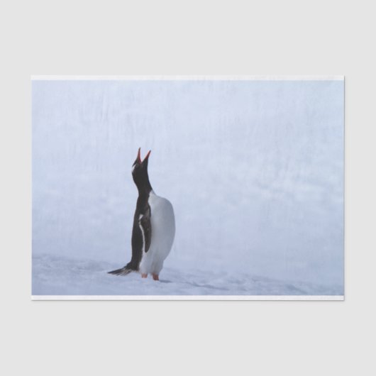 Papier Mousseline Pingouin Gentoo (Recto)