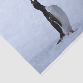 Papier Mousseline Pingouin Gentoo (Détail)