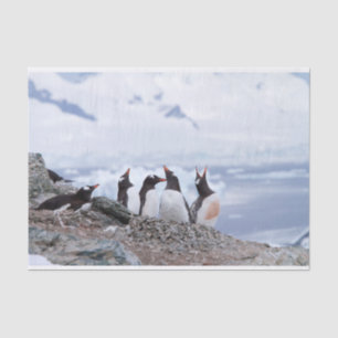 Papier Mousseline Pingouins en Antarctique