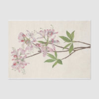 Pinkshell Azalea par Mary Vaux Walcott