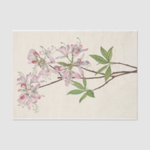 Papier Mousseline Pinkshell Azalea par Mary Vaux Walcott