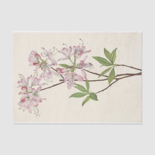 Papier Mousseline Pinkshell Azalea par Mary Vaux Walcott (Recto)