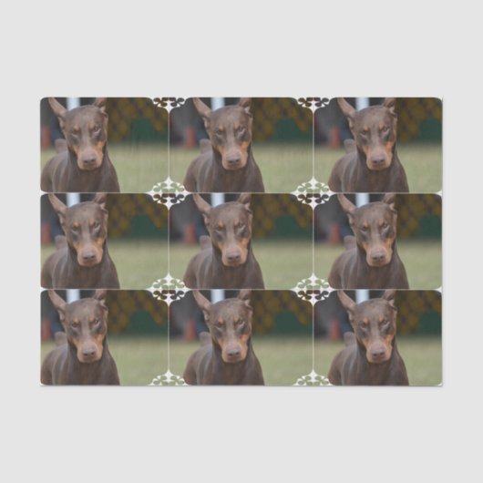 Papier Mousseline Pinscher adorable de dobermann (Recto)