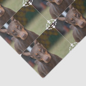 Papier Mousseline Pinscher adorable de dobermann (Détail)