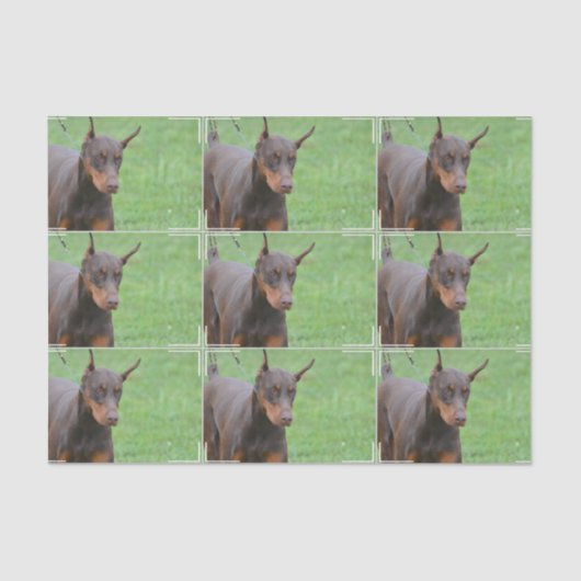 Papier Mousseline Pinscher de dobermann (Recto)