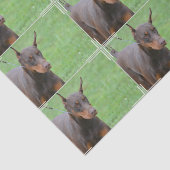 Papier Mousseline Pinscher de dobermann (Détail)