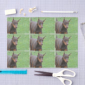 Papier Mousseline Pinscher de dobermann (Artisanat)