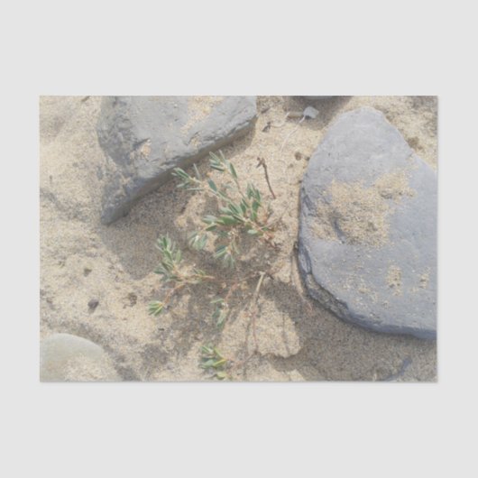 Papier Mousseline Plage (Recto)